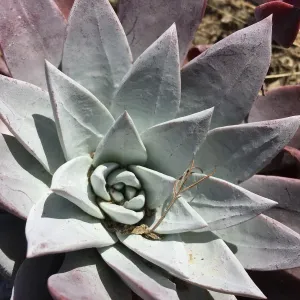 Santa Rosa Island Trip, Greene's Liveforever (Dudleya greenei)