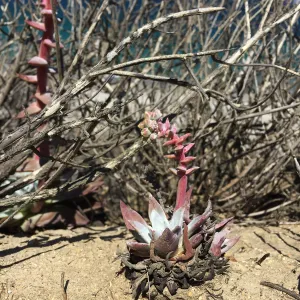 Santa Rosa Island Trip, coast, Greene's Liveforever (Dudleya greenei) in foreground