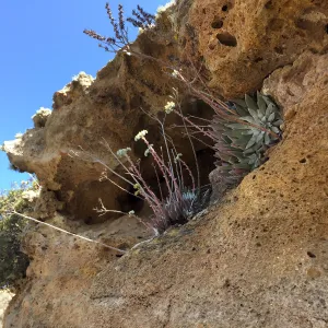 Santa Rosa Island Trip, hiking on Smith Highway to Lobo Canyon, Greene's Dudleya (Dudleya greenei)