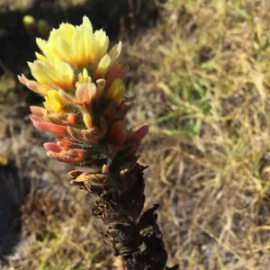 Santa Rosa Island Trip, Indian Paintbrush