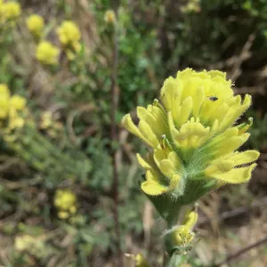 Santa Rosa Island Trip, Indian Paintbrush