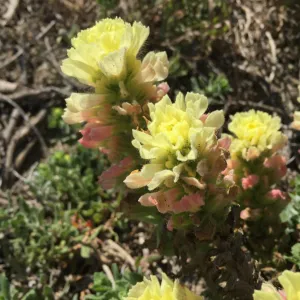 Santa Rosa Island Trip, Indian Paintbrush