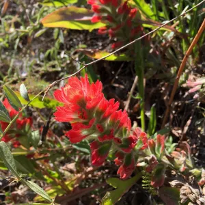 Santa Rosa Island Trip, Indian Paintbrush