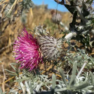 Santa Rosa Island Trip, Cobweb thistle (Cirsium occidentale)
