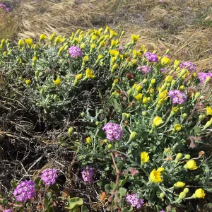 Santa Rosa Island Trip, Pink sand verbena (Abronia umbellata) and Dunedelion (Malacothrix incana)