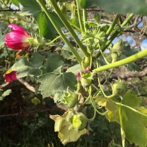 Santa Rosa Island Trip, Island Mallow (Malva assurgentiflora)