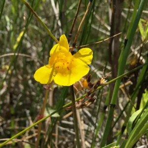 Santa Rosa Island Trip, Seep Monkey Flower (Mimulus guttatus)