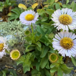 Santa Rosa Island Trip, Seaside Daisy (Erigeron glaucus)