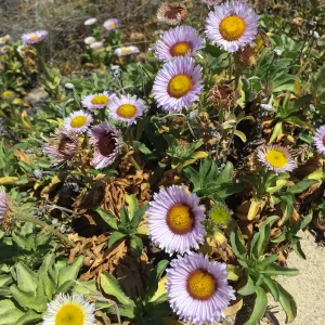 Santa Rosa Island Trip, Seaside Daisy (Erigeron glaucus)