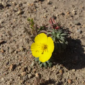 Santa Rosa Island Trip, Beach evening-primrose (Camissoniopsis cheiranthifolia)