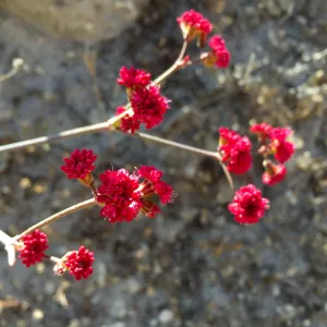 Santa Rosa Island Trip, Island Buckwheat (Eriogonum grande var. rubescens)