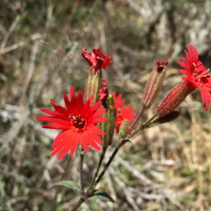 Santa Rosa Island Trip, Cardinal catchfly (Silene laciniata)