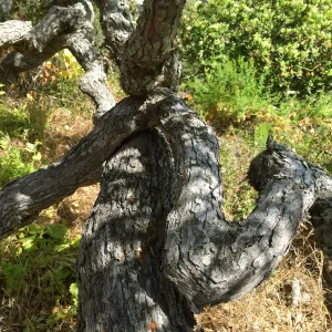 Santa Rosa Island Trip, Oak tree