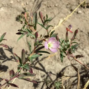 Santa Rosa Island Trip, Davy's clarkia (Clarkia davyi)
