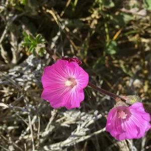 Santa Rosa Island Trip, Island bush mallow (Malacothamnus fasciculatus)
