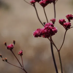 Santa Rosa Island Trip, Island Buckwheat (Eriogonum grande var. rubescens)