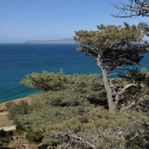 Santa Rosa Island Trip, Torrey Pines (Pinus torreyana)