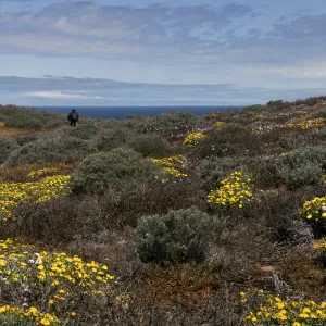 Santa Rosa Island Trip, Group walking towards Carrington Point