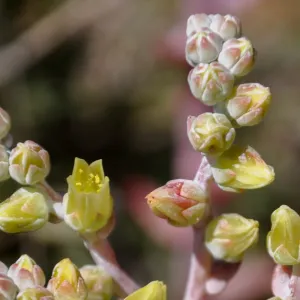 Santa Rosa Island Trip, Greene's Dudleya (Dudleya Greenei)