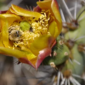 Santa Rosa Island Trip, bee in Prickly Pear (Opuntia) flower