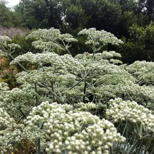Eriogonum (wild buckwheat)