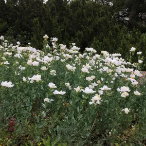 Matilija poppies
