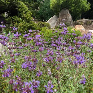Salvia leucophylla â€˜Allen Chickering', Water Wise Home Garden