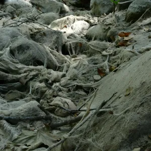 Ghost creek, lower creek crossing