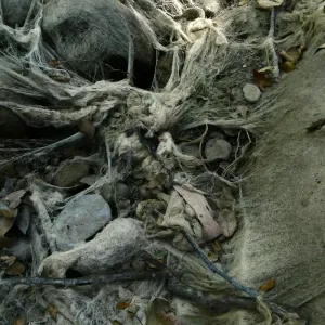 Ghost creek, lower creek crossing