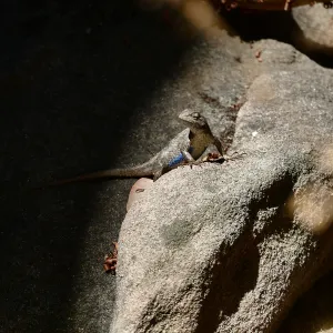 Western Fence Lizard