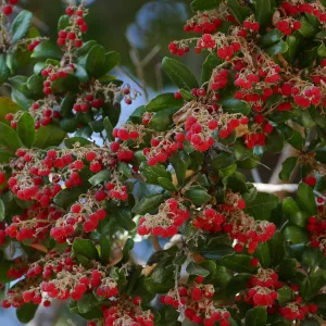 Summer Holly