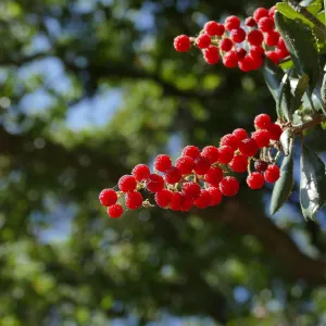 Summer Holly