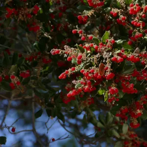 Summer Holly
