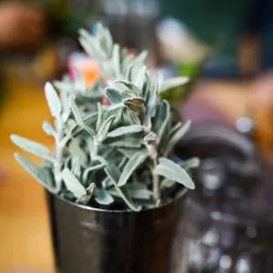 Garden to Table Dinner in the Redwoods 2017, sage for Redwood gin & tonic