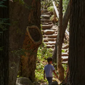Boy in Redwood Section near the Indian Steps