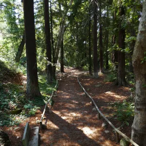 Carpet of redwood leaves