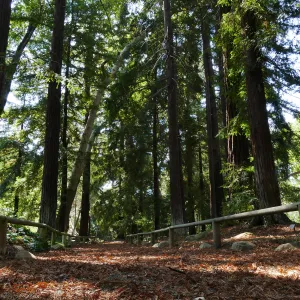 Carpet of redwood leaves