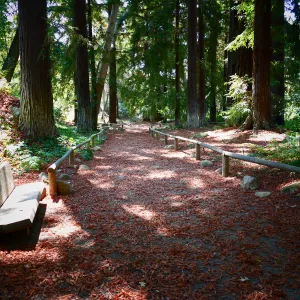 Carpet of redwood leaves