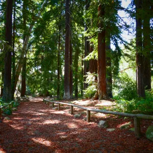 Carpet of redwood leaves