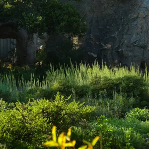 California Goldenrod