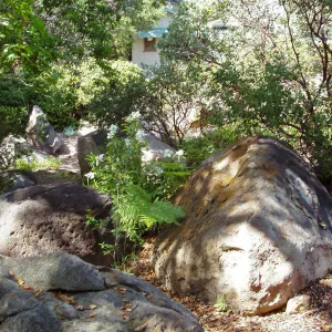 Manzanita Section