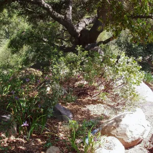Manzanita Section