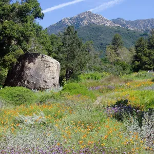 Meadow, Blaksley Boulder, Arlington Peak