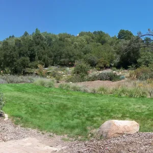 Meadow