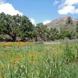 Meadow Terrace and Meadow