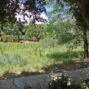 Meadow Terrace and Meadow