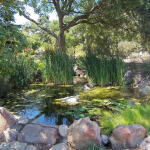 Pond