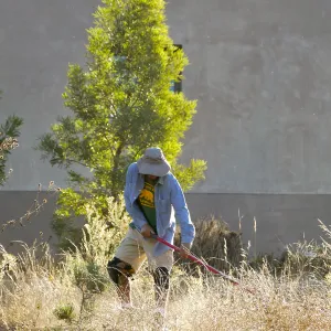 Robert Carrillo weeding around recently planted trees
