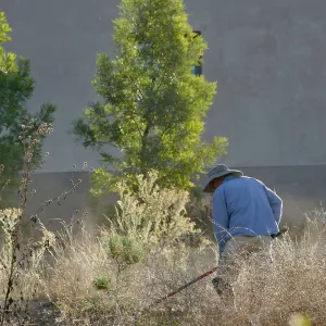 Robert Carrillo weeding around recently planted trees