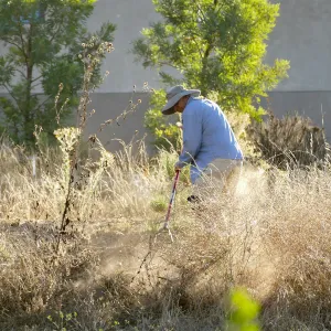Robert Carrillo weeding around recently planted trees